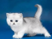 帮助母猫接生需要注意的15个要点?如何帮助母猫接生?