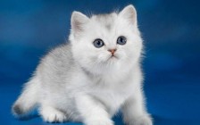 【英短猫】英国短毛猫的常见遗传性疾病