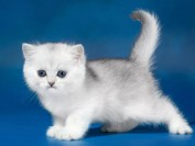 近亲交配的原则?近亲交配该如何使用?常见的近亲交配形式有哪些?