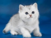 英短银渐层返祖现象有哪些?谈英短返祖长毛猫真相