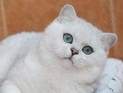 银色渐层猫多少钱一只?英短银点多少钱?