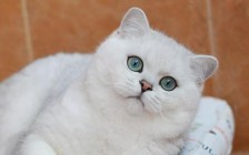 银色渐层猫多少钱一只？英短银点多少钱？
