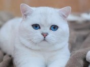 银点和银渐层哪个贵?银点渐层跟渐层哪个贵?