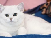 英短品相如何鉴定?谈英国短毛猫挑选的常见误区