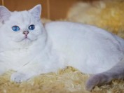 品相中上的英短银渐层,品相好的银渐层图片