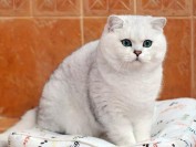 英短渐层猫的毛越白越好吗?银渐层猫猫越白越贵?