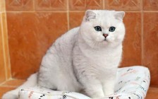 英短渐层猫的毛越白越好吗？银渐层猫猫越白越贵？