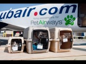 俄罗斯莫斯科、乌克兰宠物托运直飞回国入境,需狂犬病抗体滴度检测报告