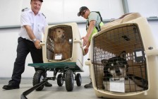 英国、瑞士、新加坡等指定国家，国际宠物托运回国的注意事项