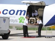 俄罗斯莫斯科、乌克兰等非指定国家,国际宠物运输回国注意事项