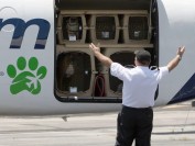 国际宠物运输、国际宠物托运回国,宠物入境隔离检疫口岸名单