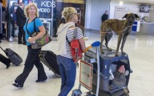 英国、澳大利亚等指定国家，宠物运输携带宠物入境信息登记表