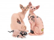 斯芬克斯猫怎么纹身的?谈斯芬克斯猫纹身