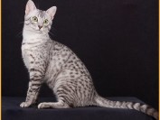 猫瘟:猫泛白细胞减少症的诊断及治疗方法