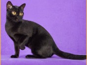 猫耵聍腺疾病包括增生、囊肿或肿瘤,猫耵聍腺疾病的临床症状