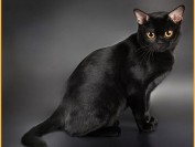 孟买猫多少钱一只?孟买猫和黑猫的区别是什么?