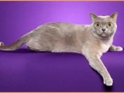 【宠物药】宠物用药哪里有卖?宠物用药在那里买靠谱?