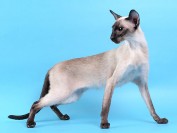 猫颈部屈曲病,猫头部不能抬起的综合征