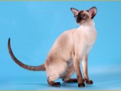 促进母猫产后食欲的魔法肉汤方案?母猫产后喂食悉知