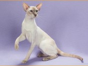 猫抓老鼠是天性还是为了吃老鼠?