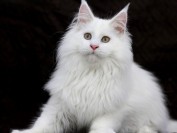 【缅因猫】缅因猫品相点评_品相案例分析