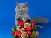 【英国短毛猫】赛级品相的英短蓝猫长啥样?