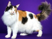 虎斑缅因猫价格?缅因猫纯种幼猫?缅因猫报价多少一只?