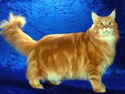 到哪里买缅因猫?公缅因猫配种多少钱?挪威森林猫和缅因猫的价格?