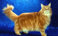如何辨别缅因猫纯度？俄罗斯缅因猫多少钱一只？缅因猫后腿无力？