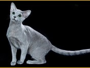 俄蓝猫《俄罗斯蓝猫品种品相详解大全》世界名宠俱乐部,原创专辑学习链接