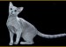 俄蓝猫《俄罗斯蓝猫品种品相详解大全》世界名宠俱乐部，原创专辑学习链接