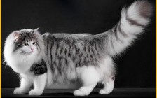 《挪威森林猫品种品相详解大全》世界名宠俱乐部，原创专辑学习链接
