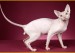 《斯芬克斯无毛猫品种品相详解大全》世界名宠俱乐部，斯芬克斯猫原创专辑学习链接