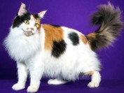 纯种缅因猫价格一览表2021?2020年缅因猫多少钱一只?缅因猫价格缅因猫多少钱?