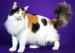 四个月紫色缅因猫体长多少斤？中国哪家缅因猫舍比较正规？发情缅因猫成年体型？
