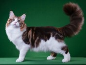 《纯种猫-专业摄影拍照技术解析》世界名宠俱乐部,原创专辑学习链接