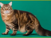 缅因猫怎么看纯不纯?缅因猫价位?森林猫和缅因猫哪个贵?缅因猫和豹猫哪个厉害?