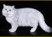 《英国短毛猫品种品相详解大全》世界名宠俱乐部，英短猫原创专辑学习链接