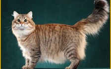 西森猫《西伯利亚猫品种品相详解大全》世界名宠俱乐部，西伯利亚森林猫原创专辑学习链接