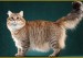 西森猫《西伯利亚猫品种品相详解大全》世界名宠俱乐部，西伯利亚森林猫原创专辑学习链接