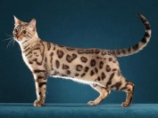 《孟加拉豹猫品种品相详解大全》世界名宠俱乐部,原创专辑学习链接
