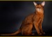 阿比猫《阿比西尼亚猫品种品相详解大全》世界名宠俱乐部，原创专辑学习链接
