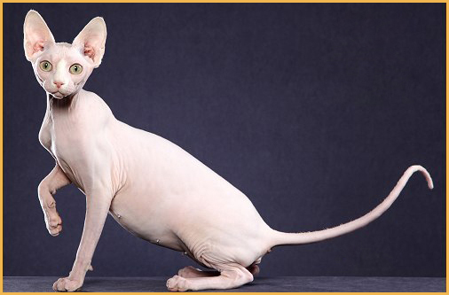 斯芬克斯白皮蓝眼缺陷 谈斯芬克斯猫蓝眼失聪 Cfa猫舍猫咪品种科普