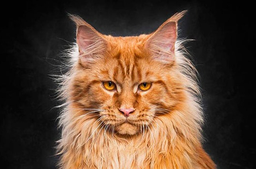 世界名宠俱乐部的缅因猫知识系列 Cfa猫舍猫咪品种科普 世界名宠俱乐部的缅因猫知识系列 Cfa猫舍猫咪品种科普