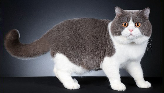 英短适合吃什么猫粮 英国短毛猫吃什么猫粮好 Cfa猫舍猫咪品种科普
