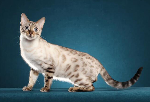 孟加拉豹猫雪色，谈白色孟加拉豹猫雪豹