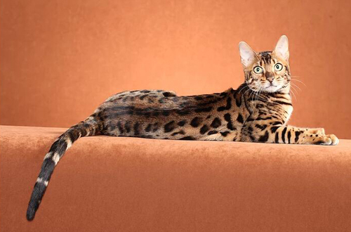 孟加拉豹猫4000块买的，难道孟加拉豹猫不值钱了？
