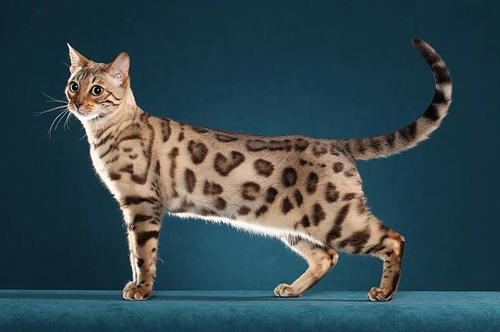 孟加拉豹猫花纹种类，谈孟加拉豹猫斑点纹