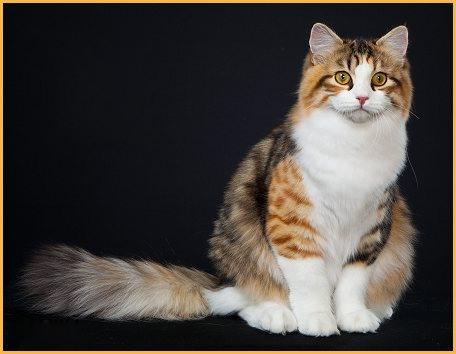 西伯利亚森林猫常见疾病及应对措施详解篇