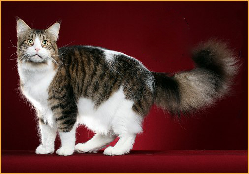 缅因猫2个月体长大概60~65厘米，三个月小猫重达4斤